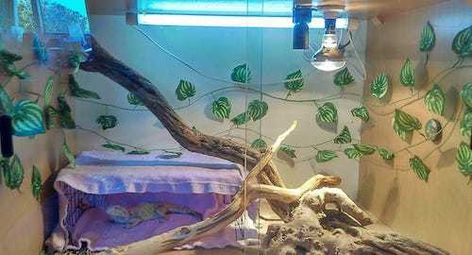 10 Inspiring Bearded Dragon Cage Setup and Decor Ideas Bearded Dragon Climbing Diy, Beared Dragon Cage Ideas Cute, Diy Bearded Dragon Background, Bearded Dragon Playground, Diy Bearded Dragon Hide, Bearded Dragon Tank Setup, Bearded Dragon Toys, Play Area Outside, Bearded Dragon Flooring