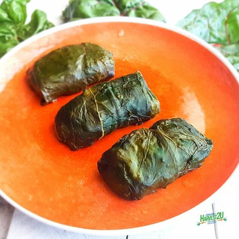 Turkish Rolls Recipe, Dolmades Greek, Stuffed Swiss Chard, Swiss Chard Rolls, Chard Rolls, Swiss Chard Recipes, Stuffed Grape Leaves, Chard Recipes, Rainbow Chard