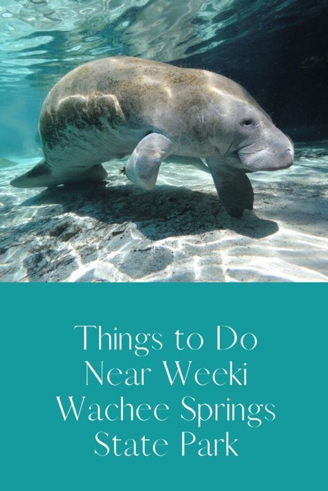 Things to Do Near Weeki Wachee Springs State Park » Busy in Florida Wakulla Springs Florida, Weekie Watchie Springs, Florida Retirement, Weeki Wachee Florida, Florida Nature, Weeki Wachee, Florida Parks, Florida Springs, Captiva Island