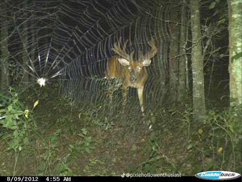 Trail Cameras, Trail Camera, The Cardigans, November 8, Oh Deer, A Deer, Zoology, Forest Animals, Wizarding World