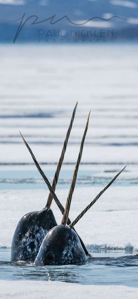 Narwhal Photo, Childe Aesthetic, Narwhal Real, Paul Nicklen, Aesthetic Genshin, Animal Encounters, A Seal, Field Notes, Arctic Animals