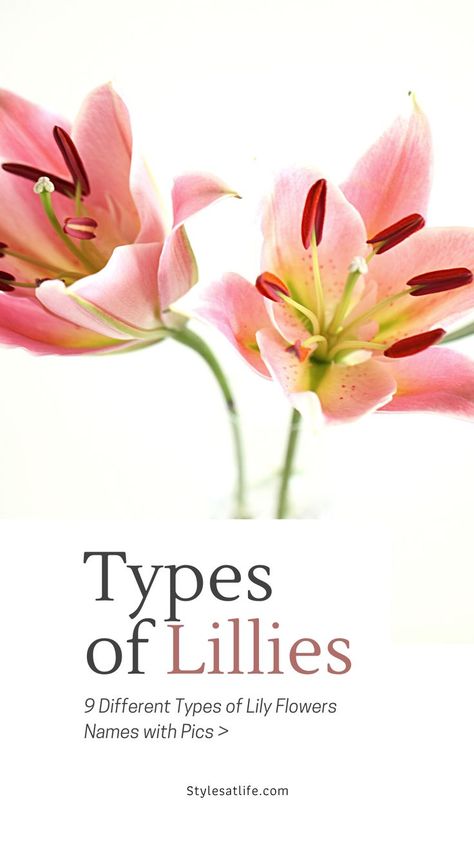 lily flowers
lillies
types of lillies Type Of Lily Flowers, Types Of Lily Flowers, Types Of Lillies, Lily Types, Lili Flowers, Lily Name, Different Types Of Lilies, Lilly Plants, Growing Lilies