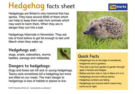 Hedgehog Fact Sheet Hedgehog Facts For Kids, Hedgehog Facts, Hedgehog Care, Uk Autumn, Wildlife Facts, Hedgehog Craft, Woodland Animals Theme, Hedgehog Pet, Autumn Activities For Kids