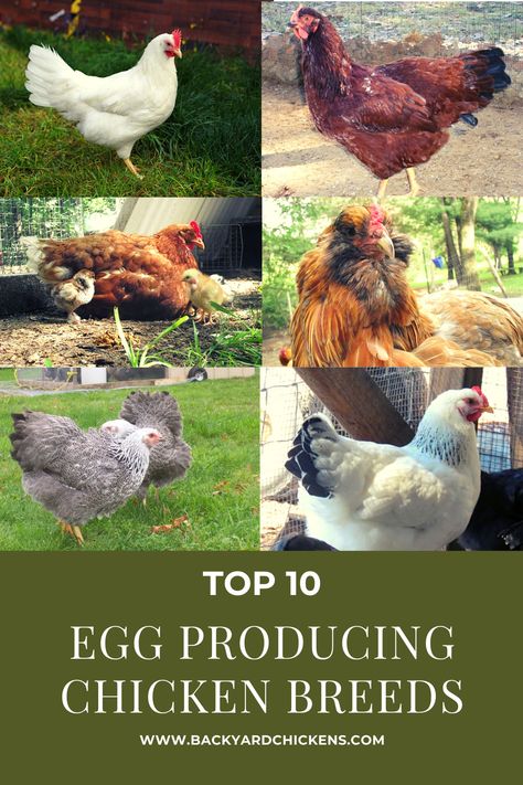 Largest Chicken Breed, Chicken Breeds For Eggs, Best Chicken Breeds, Prepper Tips, Best Laying Chickens, Chickens Backyard Breeds, Laying Chickens Breeds, Farm Chickens, Best Egg Laying Chickens