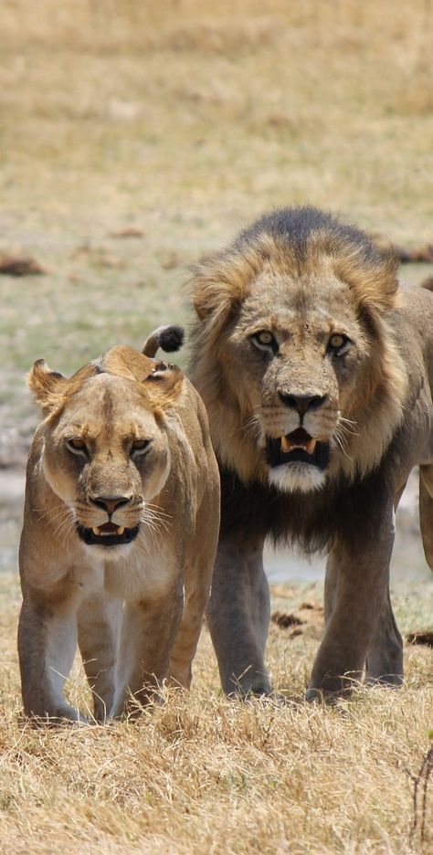 Coconut Barfi Recipe, Lion Facts, Lion Book, Light Vs Dark, Lion Lioness, Animal Families, Female Lion, Wild Animals Photography, Panthera Leo