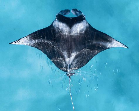 See this award-winning shot of a reef manta ray taken by a drone Manta Ray Pictures, Reef Manta Ray, Manta Ray Painting, Oceanic Manta Ray, Pressure Oc, Crocodile Pictures, Sea Turtle Species, Giant Manta, Hexagon Tattoo