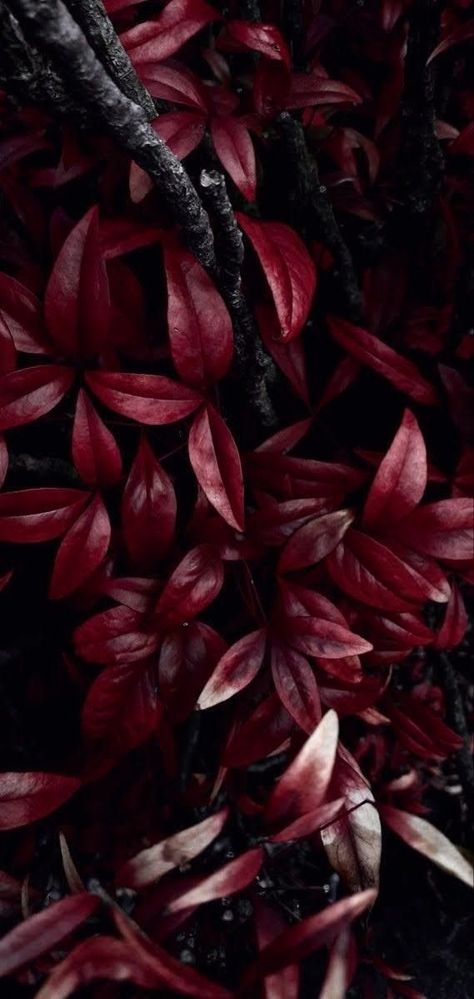 Burgundy Wallpapers, Dark Academia Colors, Trees With Red Leaves, Burgundy Aesthetic, Reading Facts, Dark Leaves, Phone Widget, Dark Academia Wallpaper, Widget Board