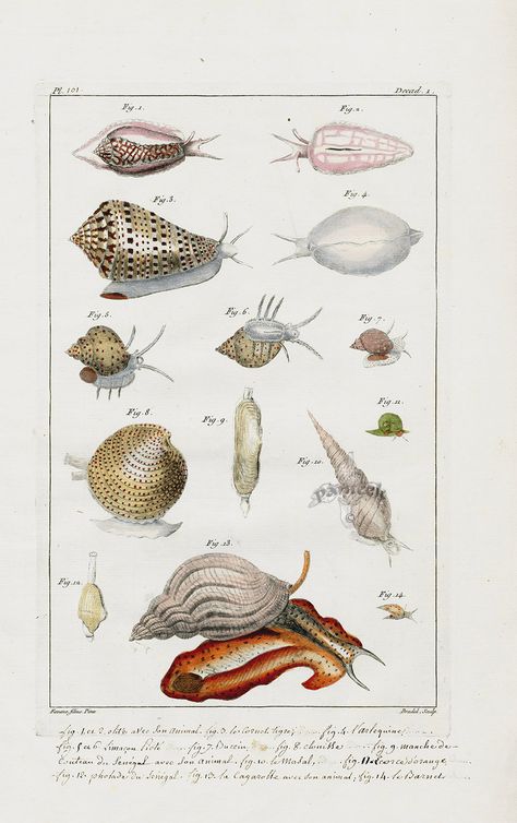 Shells, Olive avee son Animal, Cagarolle awee son animal from Shell Art, Antique Prints, Mammals, Shells, Animals, Art