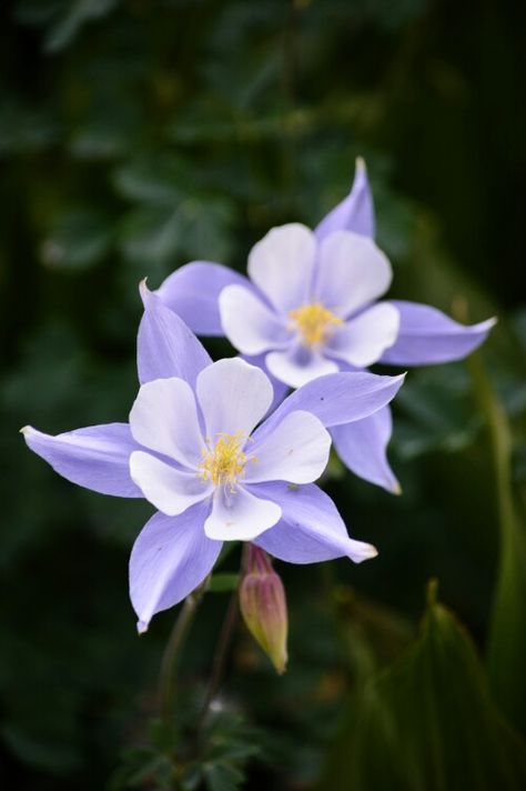 #colorado,#stateflower,#wildflowers,#columbine Columbine Flower Tattoo, Colorado Columbine, Columbine Flower, Nothing But Flowers, 다크 판타지, Airbrush Art, Rare Flowers, Floral Photography, Pretty Plants