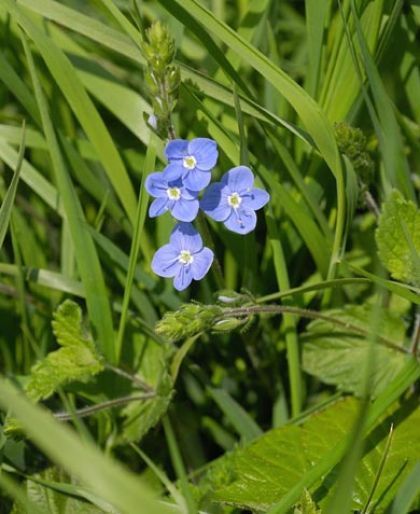 Ireland Flowers, Irish Wildflowers Tattoo, Irish Flowers Ireland, Irish Flowers Native, Native Irish Plants, Irish Wildflowers, Country Gardening, Native Plants, Blue Flowers