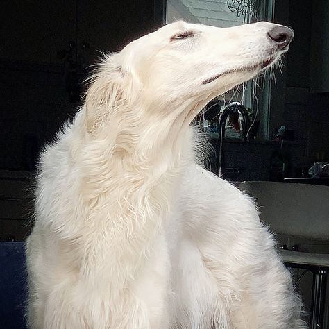 Internet Adores This Very Long Dog With Even Longer 12.2-Inch Snout (30 Pics) | Bored Panda Borzoi Dog, Long Dog, Puppy Images, Silly Dogs, Pretty Animals, Silly Animals, Dog Accessories, 귀여운 동물, Dressage