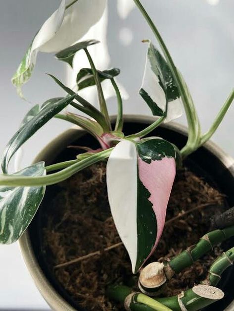 Philodendron White Princess Tricolor, White Princess Philodendron, Royal Philodendron, Philodendron Tricolor, Statement Plants, Fantasy Plants, Plants Wishlist, Philodendron White Princess, Princess Philodendron