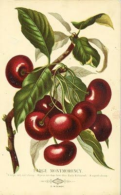 18 Illustration Botanique Vintage, Botanisk Illustration, Vintage Seed Packets, Cherries Jubilee, Fruits Images, Illustration Botanique, Botanical Illustration Vintage, Fruit Illustration, Vintage Botanical Prints