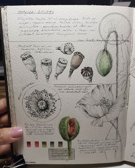 Page 29-30 . . #drawing #sketch #sketchbook #flowerbook #colourbook #watercolor #aquarel #akvarell #aquarelle #watercolour #watercolourbook… Botanical Art Drawing, Botanical Sketchbook, A Level Art Sketchbook, Flower Drawing Tutorials, Nature Sketch, Instagram Illustration, Art Journal Therapy, Sketchbook Art Journal, Watercolor Sketchbook