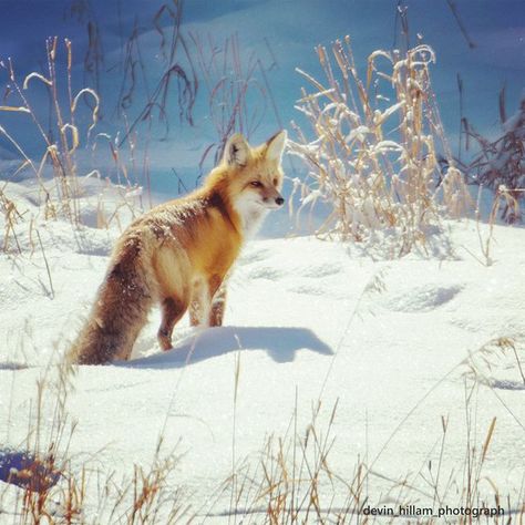 Fox Paintings, Fox In Snow, North American Wildlife, Amazing Animal Pictures, Fox Painting, Wildlife Artwork, Visual Media, Reference Images, Photo Reference