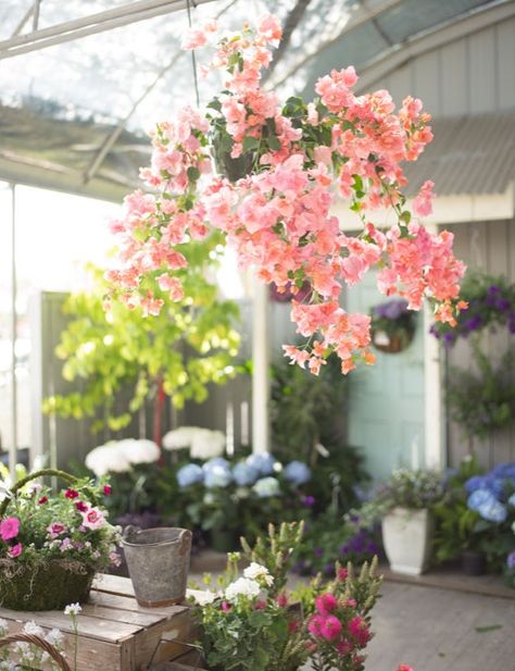 bougainvillea hanging basket Bougainvillea Hanging Basket, Hanging Bougainvillea, Pergola Landscape, Backyard Plants, Hanging Vines, Garden Containers, Window Boxes, Hanging Basket, Bougainvillea