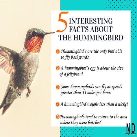 Facts About Hummingbirds, Hummingbird Spiritual Meaning, Hummingbird Facts, Hummingbird Symbolism, Backyard Birds Sanctuary, Backyard Birds Feeders, Hummingbird Food, October Quotes, Hummingbird Nectar