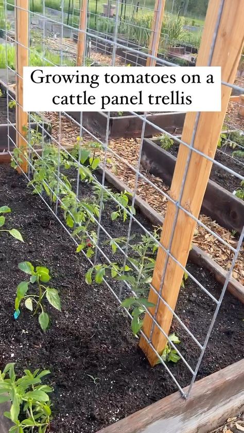 Resh Gala | Organic Gardener | What’s your favorite way to cage/ stake/ manage your tomato plants? 🍅 #tomato #gardening #trellis #tomatoes #gardeninglife #gardener… | Instagram Tomatoes Garden, Garden Tomato Trellis, Tomatoe Gardening Trellis, Tomato Cages Gardening, Trellis Tomatoes, Tomato Cattle Panel Trellis, Cherry Tomato Trellis, Tomato Cage Alternative, Trellis Tomato Plants