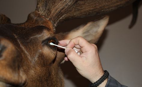 How To Clean Taxidermy Mounts, How To Taxidermy, Deer Shoulder Mount, Taxidermy Deer, Taxidermy Decor, Deer Mounts, Taxidermy Mounts, English Cottage Style, Stick It