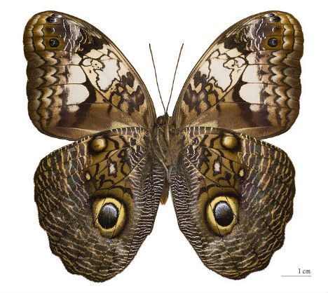 Nature mimicry owl butterfly Small Fairy Wings, Damien Hirst Butterfly, Sheep In Wolves Clothing, Tattoo Peito, Borboleta Tattoo, Owl Butterfly, Magic Wings, Eye Butterfly, Owl Wings