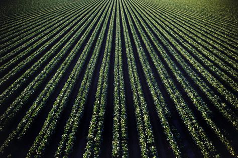 green field Agricultural Revolution, Farming Business, Crop Rotation, Farm Photo, Sustainable Farming, Organic Farming, Organic Gardening, Agriculture, Free Stock Photos