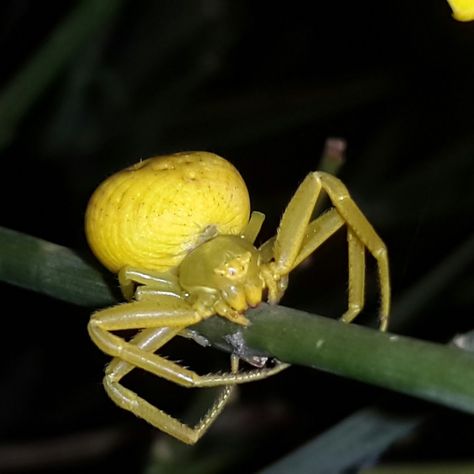 Goldenrod Crab Spider Goldenrod Crab Spider, Flower Spider, Bug Board, Flower Crab, Interesting Insects, Crab Spider, Spider Species, Cool Insects, Insect Photography