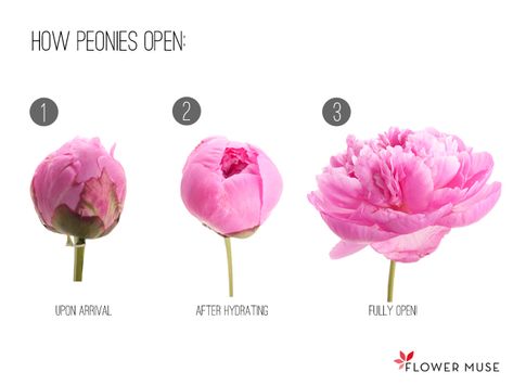 Peony Flower Care and Fun Facts ~ - KristyWicks.com Peony Blooming Stages, Closed Peony Tattoo, Blooming Flower Tattoo Stages, Closed Peonies, Peonies Blooming, Closed Peony, Wedding App, Cafe Wedding, Wedding Flowers Peonies