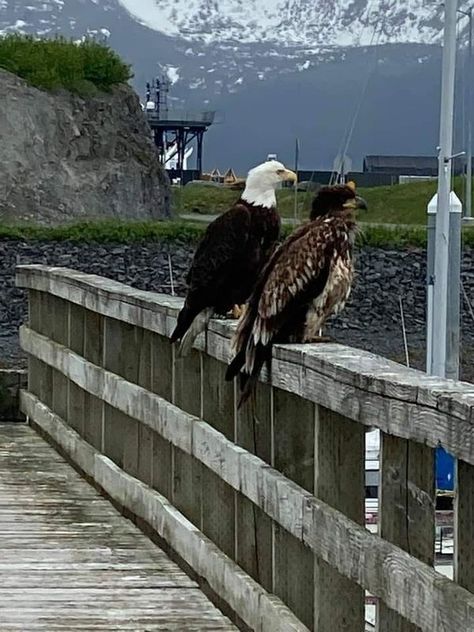 Valdez Alaska, List Of Birds, Birds Of Prey, Bald Eagle, Eagles, Alaska, Cute Animals, Birds, Animals