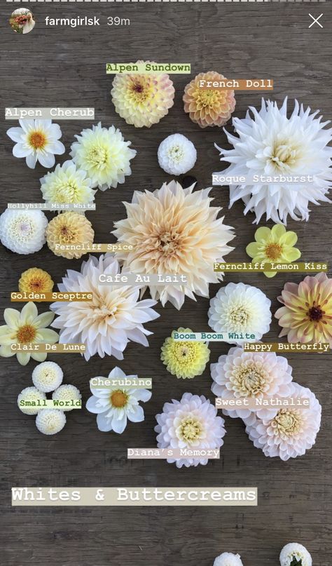 Summer Wedding Flowers August, Dahlia Flower Colors, Pink Garden Ideas, Dahlia Garden Ideas, Jamie Taylor, Dahlia Flower Garden, Dahlia Varieties, Flower Combinations, Cut Flower Farm