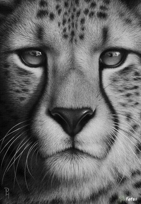 Face Drawing Realistic, Animal Face Drawing, Cheetah Drawing, Leopard Drawing, Realistic Animal Drawings, Lion Sketch, Drawing Realistic, Realistic Sketch, Pencil Drawings Of Animals