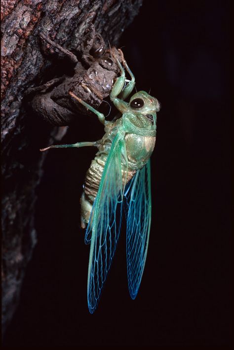 Cicada Coming Out Of Shell, Cicadas Aesthetic, Cicada Tattoo, Pictures Of Insects, Insect Photography, Late Evening, Cool Bugs, Beautiful Bugs, Arthropods