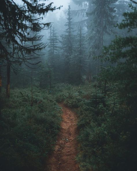 Wild Forest Aesthetic, Noemie Core, Moody Forest Aesthetic, Deep Forest Aesthetic, Micah Core, Pretty Rain, Finding Friends, Cottagecore Forest, Oregon Forest