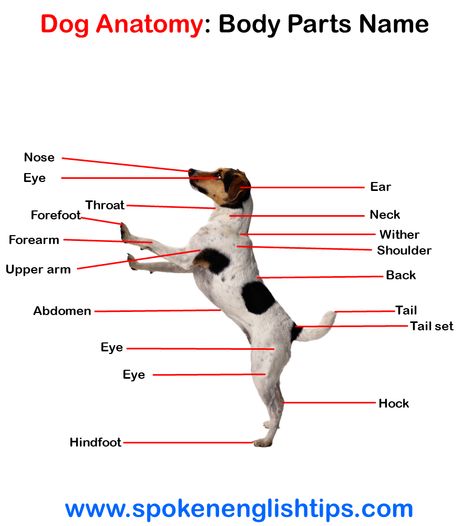 All living thing on the planet was created with the anatomy of the body. Dog ... Continue reading... Body Parts Name, Anatomy Of The Body, Companion Animals, Dog Anatomy, Basic Grammar, Spoken English, Best Dog Food, English Tips, Body Anatomy