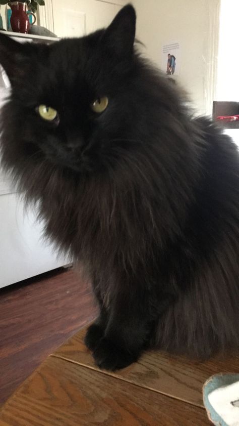 Long Hair Black Cats, Longhair Black Cat, Black Cat Long Hair, Long Hair Cats Breeds, Black Long Haired Cat, Black Ragdoll Cat, Long Haired Black Cat, Fluffy Black Cat, I Miss My Cat