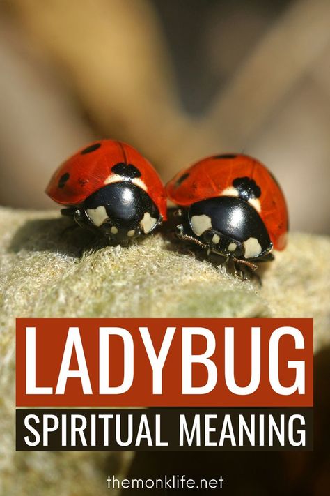 Many people wonder what it signifies when a ladybug lands on them, and the answer is that there are a variety of meanings and ladybug symbolisms. Let’s take a look at the various ways a ladybug’s presence can be interpreted. Meaning Of Ladybugs, Ladybug Sayings Quotes, Ladybug Tattoo Meaning, Let Them Meaning, Ladybug Sayings, Ladybug Spiritual Meaning, Ladybug Symbolism, Cute Ladybug Tattoo, Ladybug Gift Ideas