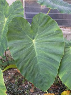 Elephant Ears Garden, Elephant Ear Bulbs, Canna Bulbs, Growing Winter Vegetables, Elephant Ear Plant, Winter Plants, Garden Shrubs, Backyard Lighting, Elephant Ears