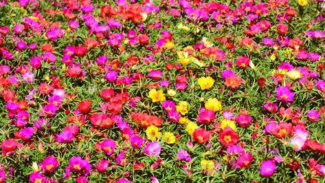 Planting Seeds Outdoors, Grow Moss, Moss Roses, Colorful Landscaping, Rose Like Flowers, Growing Moss, Landscape Curbing, Flowering Succulents, Starting Seeds Indoors