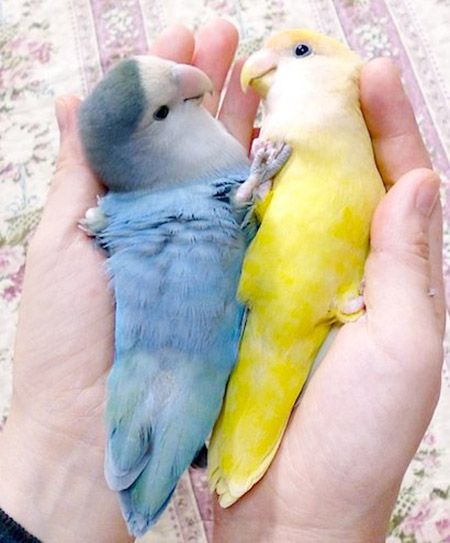 Wild Birds Unlimited, Budgies Bird, Love For Her, Love Bird, Parakeets, Bird Supplies, Funny Birds, Exotic Birds, Pretty Birds