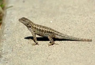 Western fence lizard, also called a "blue belly" because of blue on underside. Adopt A Bunny, Lizard Habitat, Baby Lizards, Animal Shelter Volunteer, Garden Critters, Small Lizards, House Rabbit, Animal Sanctuary, Animal Companions