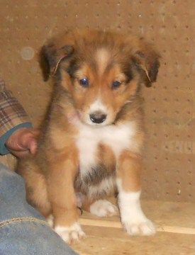 Puppy Shot Schedule, English Shepherd Puppy, Litter Of Puppies, English Shepherd, Dogs Stuff, Farm Dogs, Shepherd Puppy, Herding Dogs, Australian Shepherds