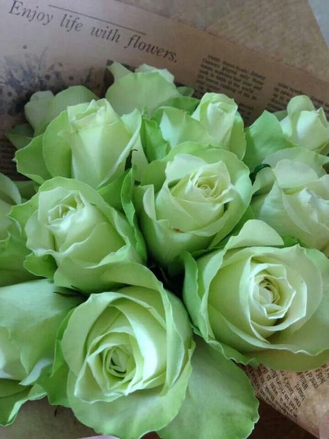 ♡ Sage Green Flowers Aesthetic, Green Roses Aesthetic, Green Rose Aesthetic, Sage Green Roses, Sage Green Flowers, Sage Green Wallpaper, Green Roses, Rosé Aesthetic, Aesthetic Green