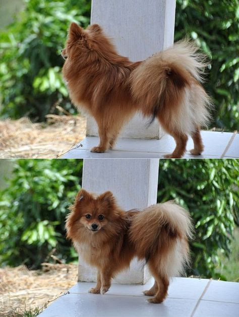 All Animals Photos, Japanese Spitz Dog, Pom Wonderful, Spitz Pomeranian, Pom Mom, German Spitz, Spitz Dogs, Japanese Spitz, Cute Pomeranian