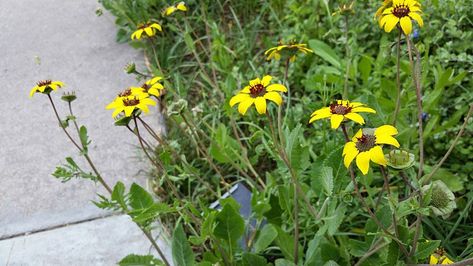 Berlandiera lyrata (Chocolate Daisy, Chocolate Flower, Greeneyed Lyre Leaf, Lyreleaf Greeneyes) | North Carolina Extension Gardener Plant Toolbox Garden Landscaping, North Carolina, Daisy, Plants, Flowers