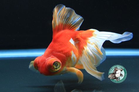 Telescope Goldfish, Goldfish Drawing, Aqua Culture, Koi Art, Types Of Fish, Aquatic Animals, Fish Painting, Marine Animals, Underwater World