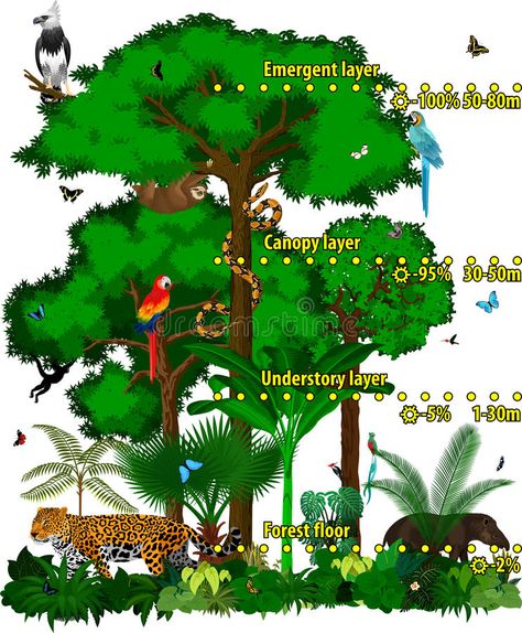 Rainforest Facts For Kids, Rainforest Facts, Amazon Rainforest Animals, Rainforest Project, Planting For Kids, Rainforest Plants, Rainforest Animals, Nocturnal Animals, Forest Illustration