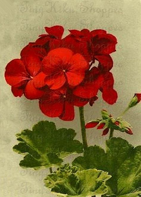 Retro Paintings, Geranium Plant, Red Geraniums, Plant Drawing, Flowers Plants, Arte Floral, Botanical Illustration, Geraniums, Botanical Art