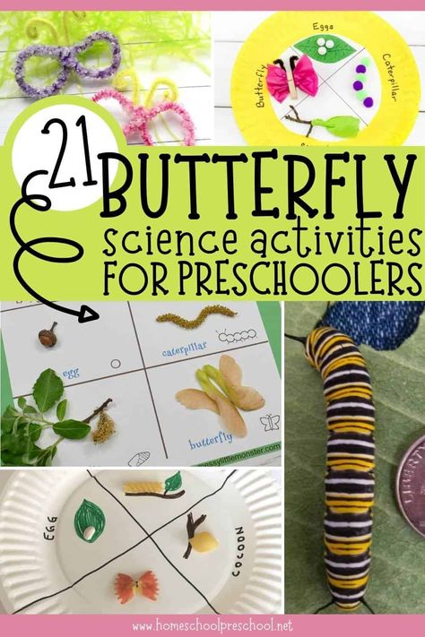 Want to learn more about caterpillars and butterflies? Use these 21 butterfly science activities for preschoolers to fill out your lesson plans or create a homeschool unit study on these fascinating insects. Life Cycle Of A Butterfly Craft Preschool, Butterfly Lesson Plans 2nd Grade, Caterpillar Lesson Plans Preschool, Butterflies Lesson Plans Preschool, Butterfly Unit Preschool, Butterfly Science Preschool, Butterfly Lifecycle Preschool, Butterfly Activities For Preschoolers, Butterfly Lesson Plans Preschool