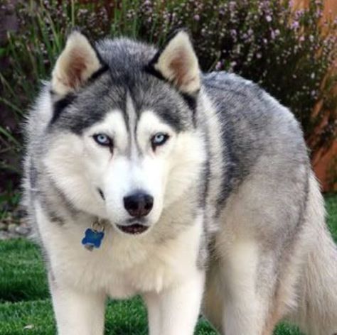 15 Wolves Mixed With Husky | The Paws Wolf Husky Hybrid, Husky Wolf Mix, Wolf Hybrid Dogs, Fox Paws, Husky Drawing, Baby Wolves, Wolf Husky, Dog Husky, Every Dog Breed