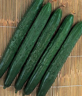 Tasty Green Cucumber.  I always have luck with this one.  This year planting from self-harvested seeds Burpless Cucumber, Cucumber Vegetable, Cucumber Benefits, Beans Vegetable, Cucumber Seeds, Vegetable Seeds, Plant Lighting, Vegetable Gardening, Heirloom Seeds