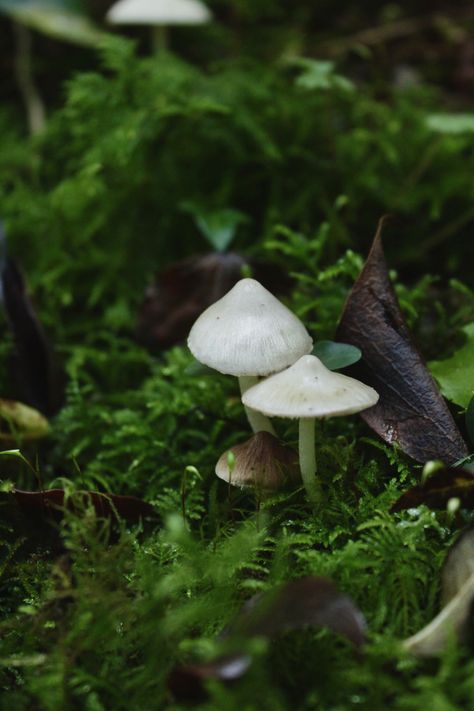 Three white mushrooms in moss Cottagecore Woods, Forestcore Aesthetic, Mushrooms Forest, Cottagecore Forest, Goblincore Aesthetic, Forest Core, Forest Light, Photos Inspo, Fairycore Cottagecore